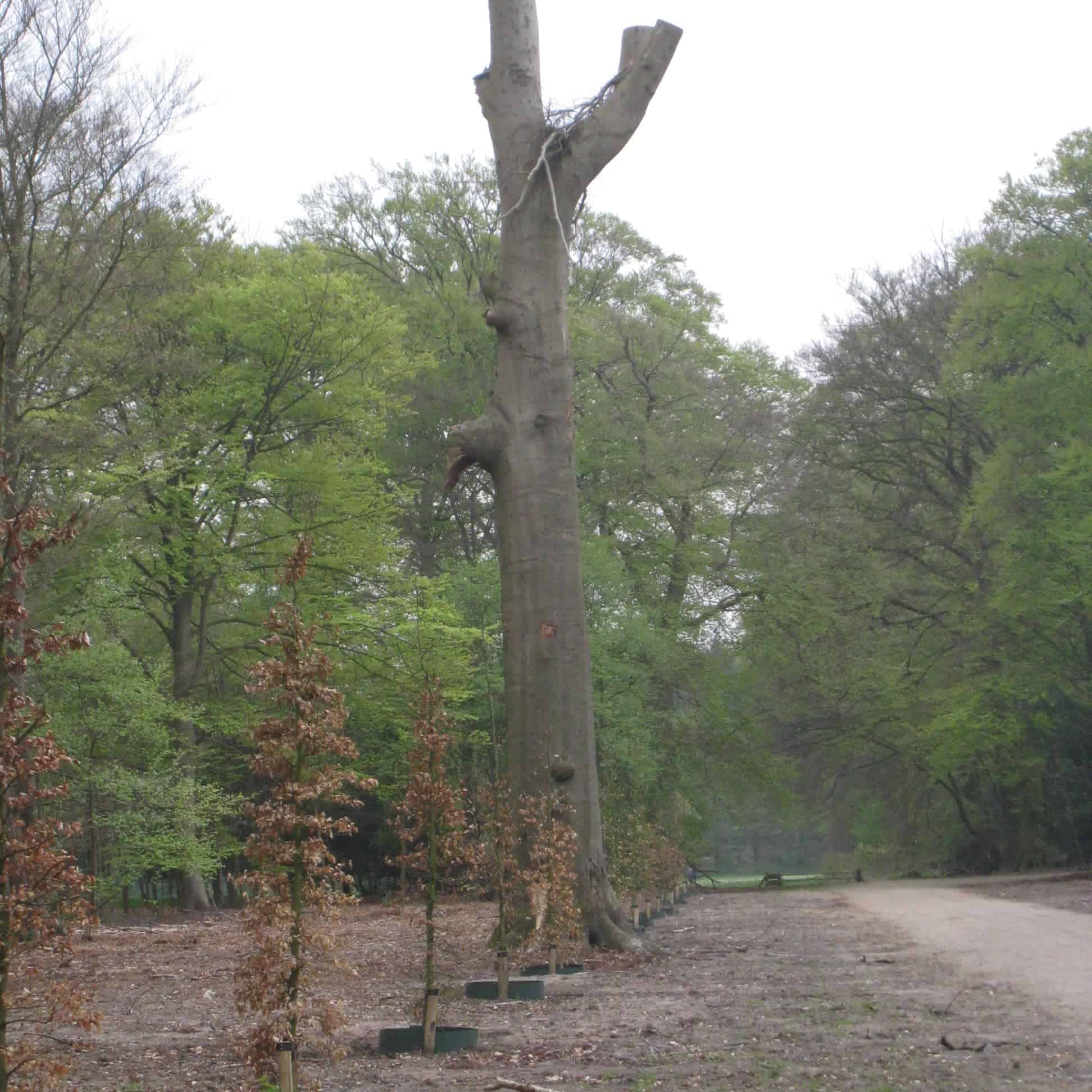 Foto’s Gooilust, Boekesteyn 17 april 09 038