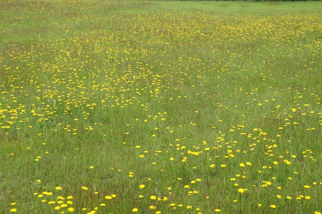 bloemrijk grasland