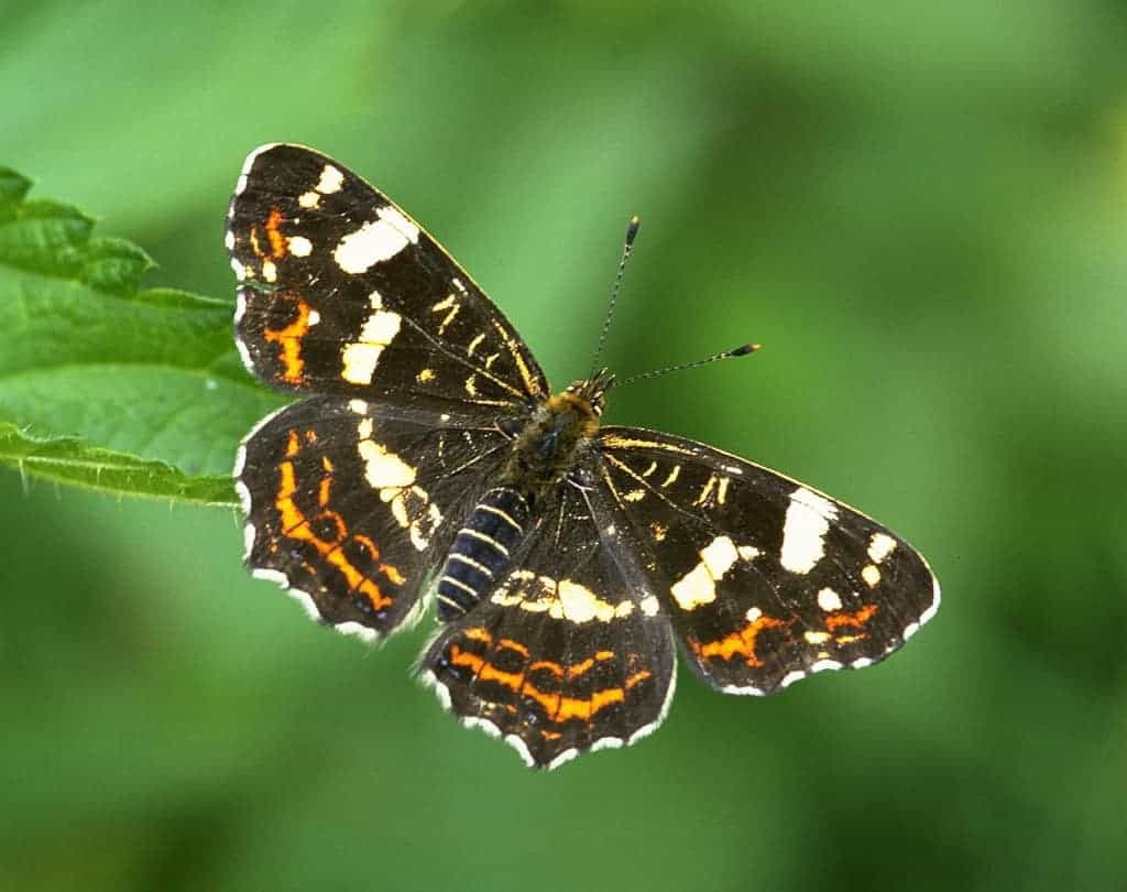 ecologische opleiding naturio