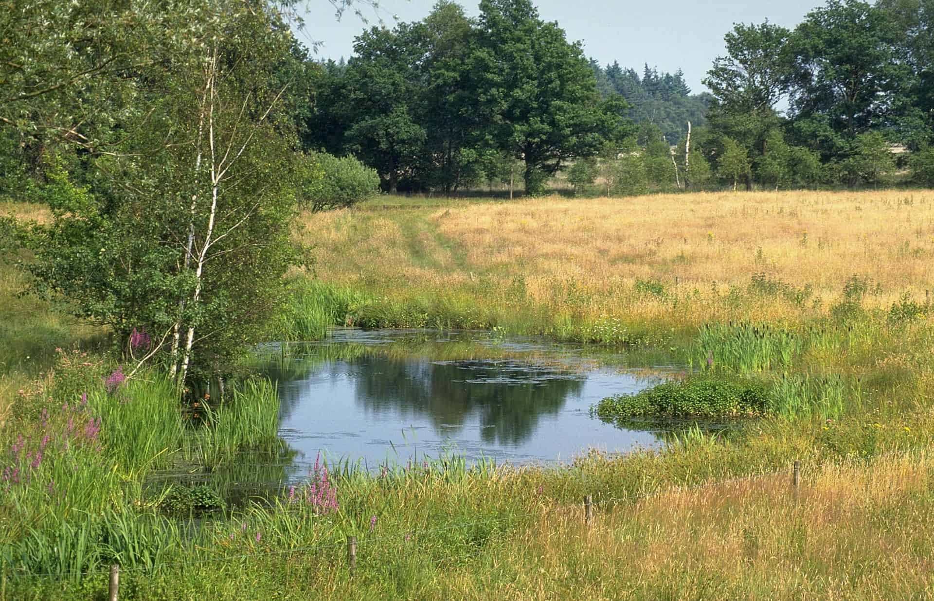 cursus ecologie poel Poel - ecologische cursussen