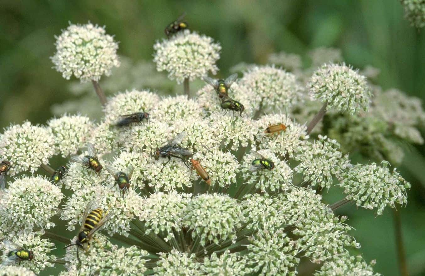 bloemen voor insecten bloemen voor insecten