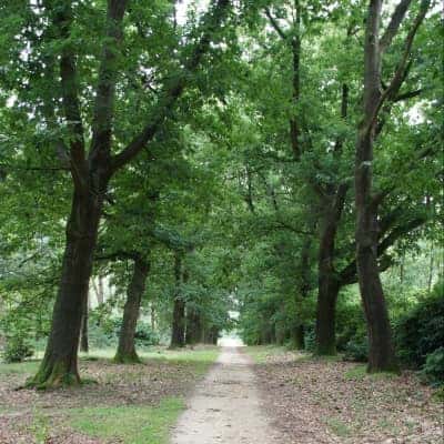 cursus lanenbeheer – eikenlaan Cursus lanenbeheer