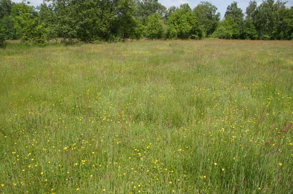 natuurgericht maaibeheer