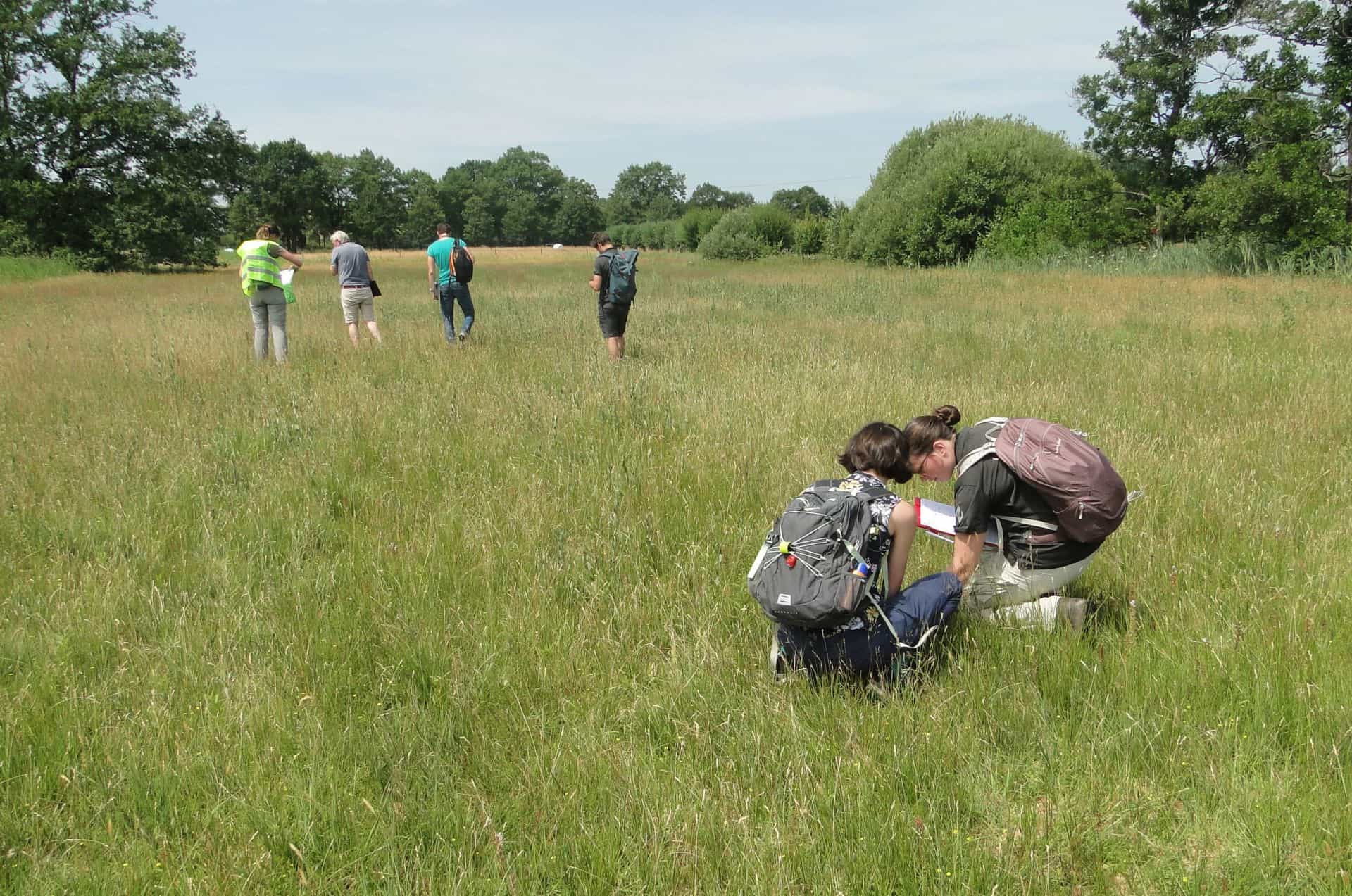 Cursus flora en vegetatie Cursus flora en vegetatie
