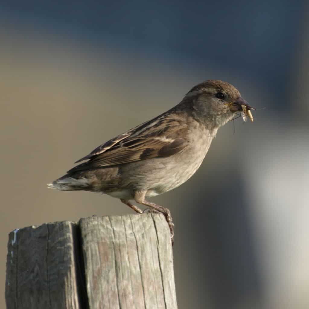 huismus beschermde soort natuurwetgeving huismus beschermde soort natuurwetgeving