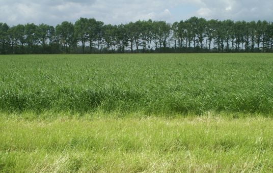 Intensief grasland is een raaigraswoestijn Intensief agrarisch grasland is een raaigraswoestijn zonder biodiversiteit. Engels raaigras kruidenloos