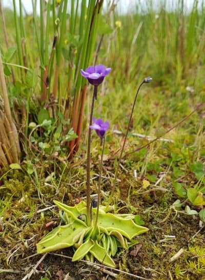 De Groene Grens vetblad nat schraalland doelsoort flora De Groene Grens vetblad nat schraalland doelsoort flora