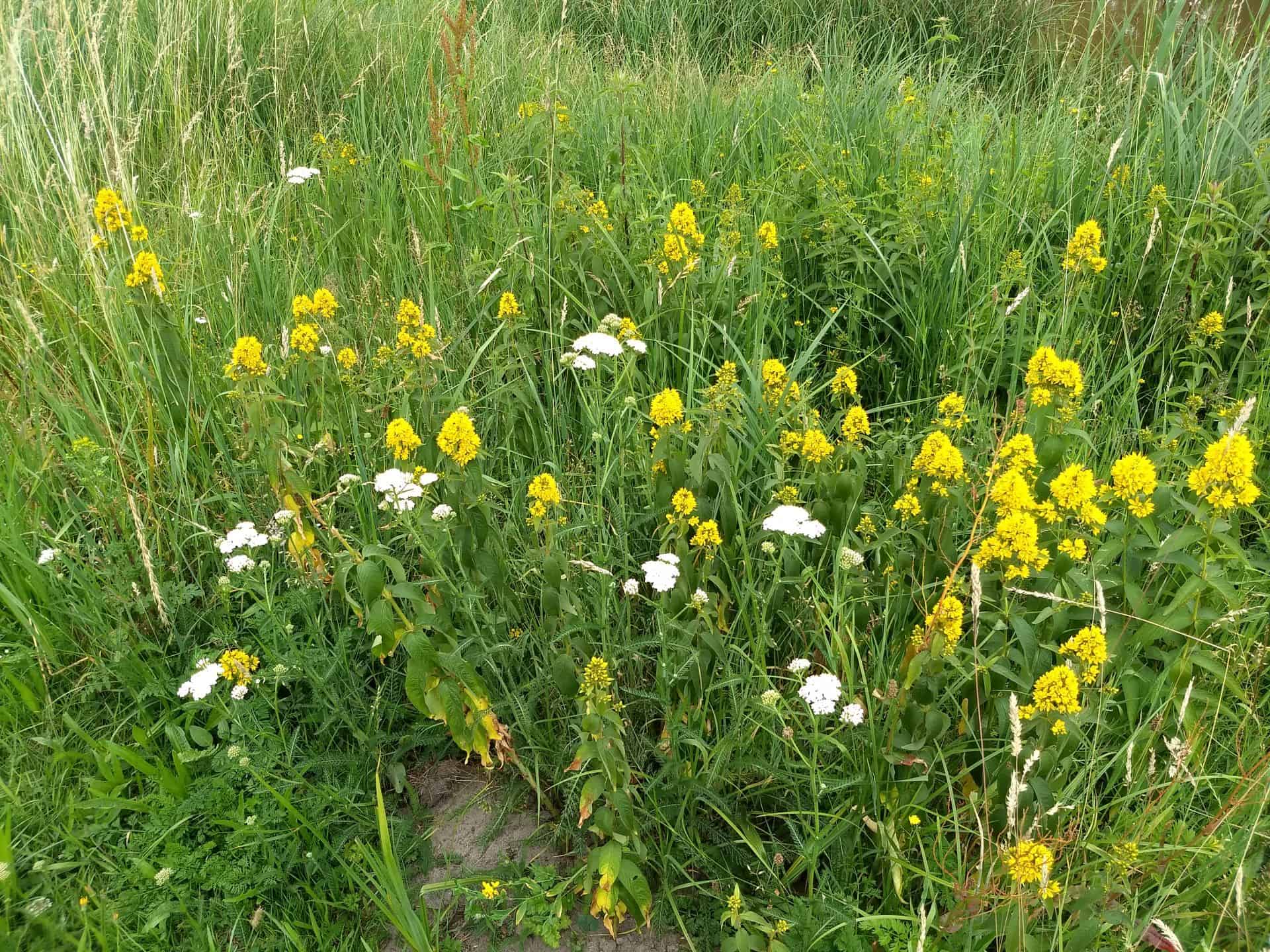 Bloemrijk gras
