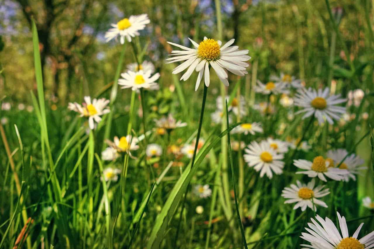 common-daisy-3407504_1280