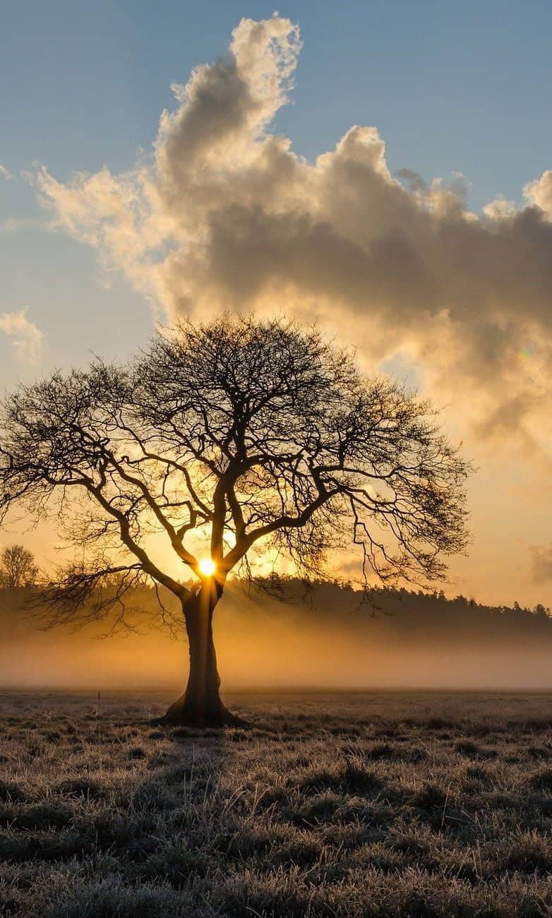 lone-tree-1934897_1920